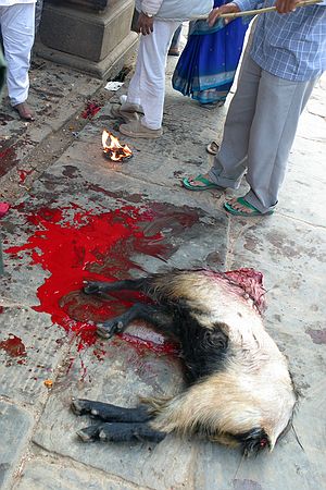 Goat sacrifices in Baktipur.