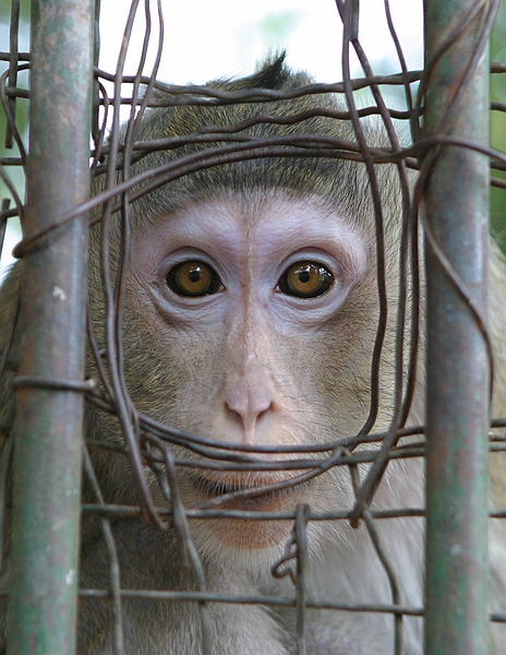 Behind the bars at the Hanoi Botanical Gardens.