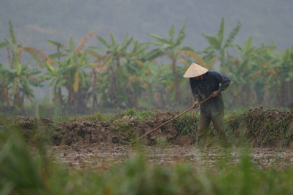 Muddy work in the rice paddies.